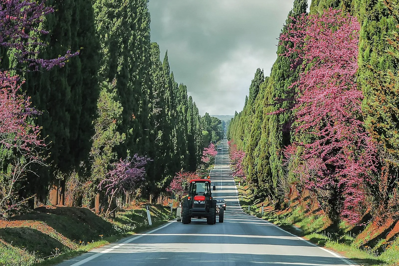 Il Viale dei Cipressi di Bolgheri in primavera: la strada dritta tra due file di alti cipressi, con alberi in fiore rosa ai lati e un trattore rosso in lontananza