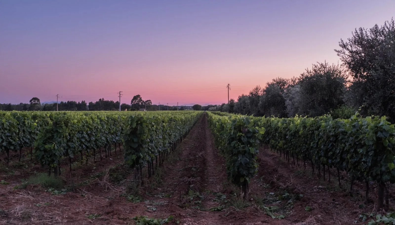 Filari di vite nella zona della DOC Bolgheri dopo il tramonto, sotto un cielo rosa e viola, con una fila di ulivi sulla destra