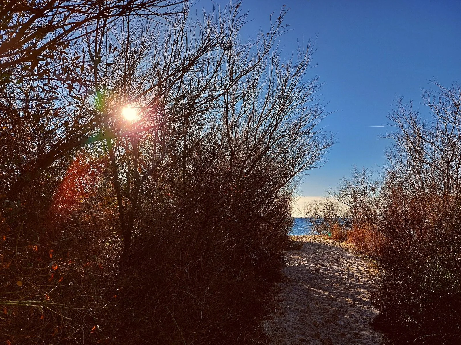 Sentiero di sabbia tra gli arbusti delle dune che scende verso il mare nel Tombolo di Cecina, sotto un cielo azzurro invernale